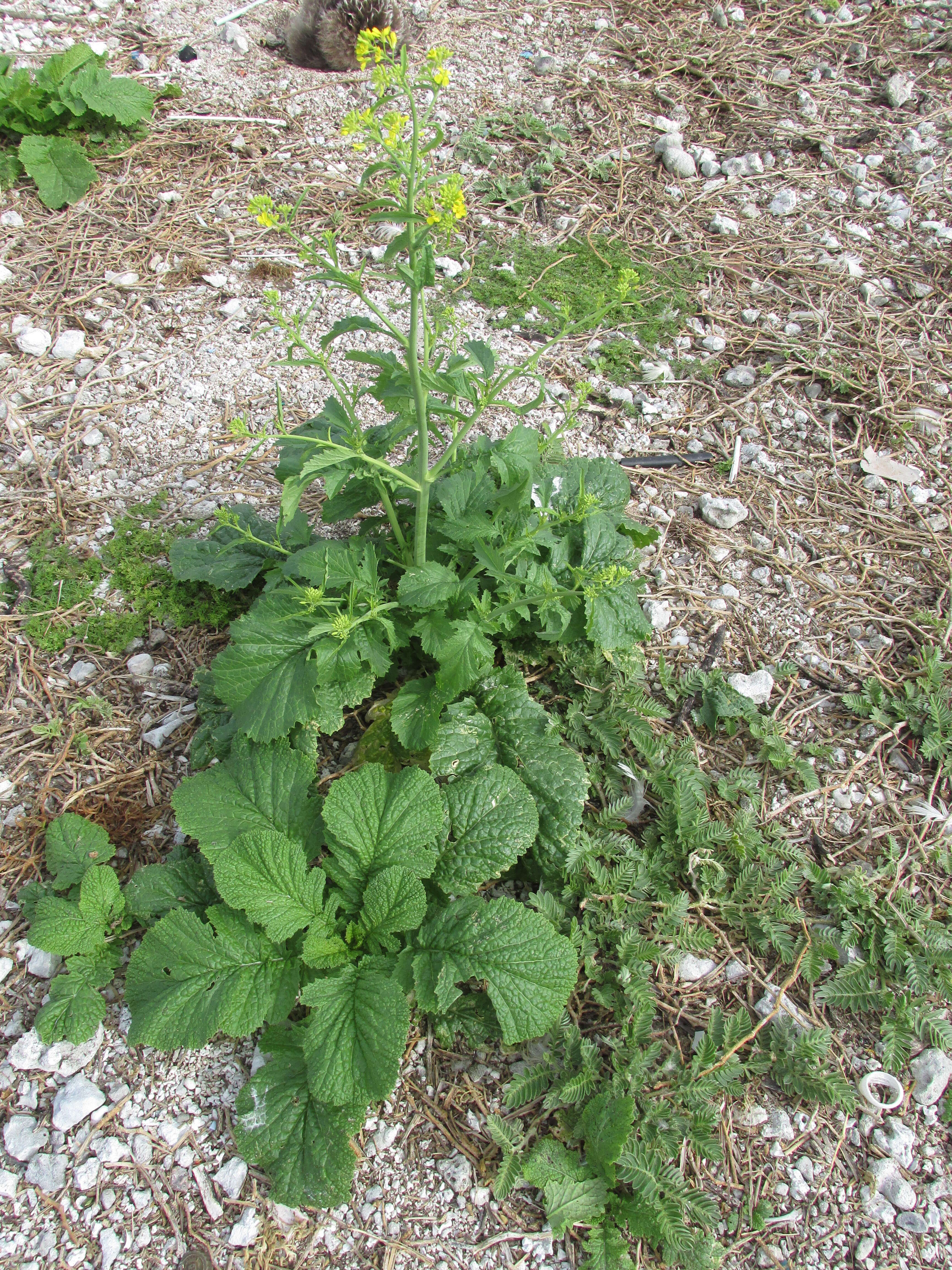 Image of Chinese mustard