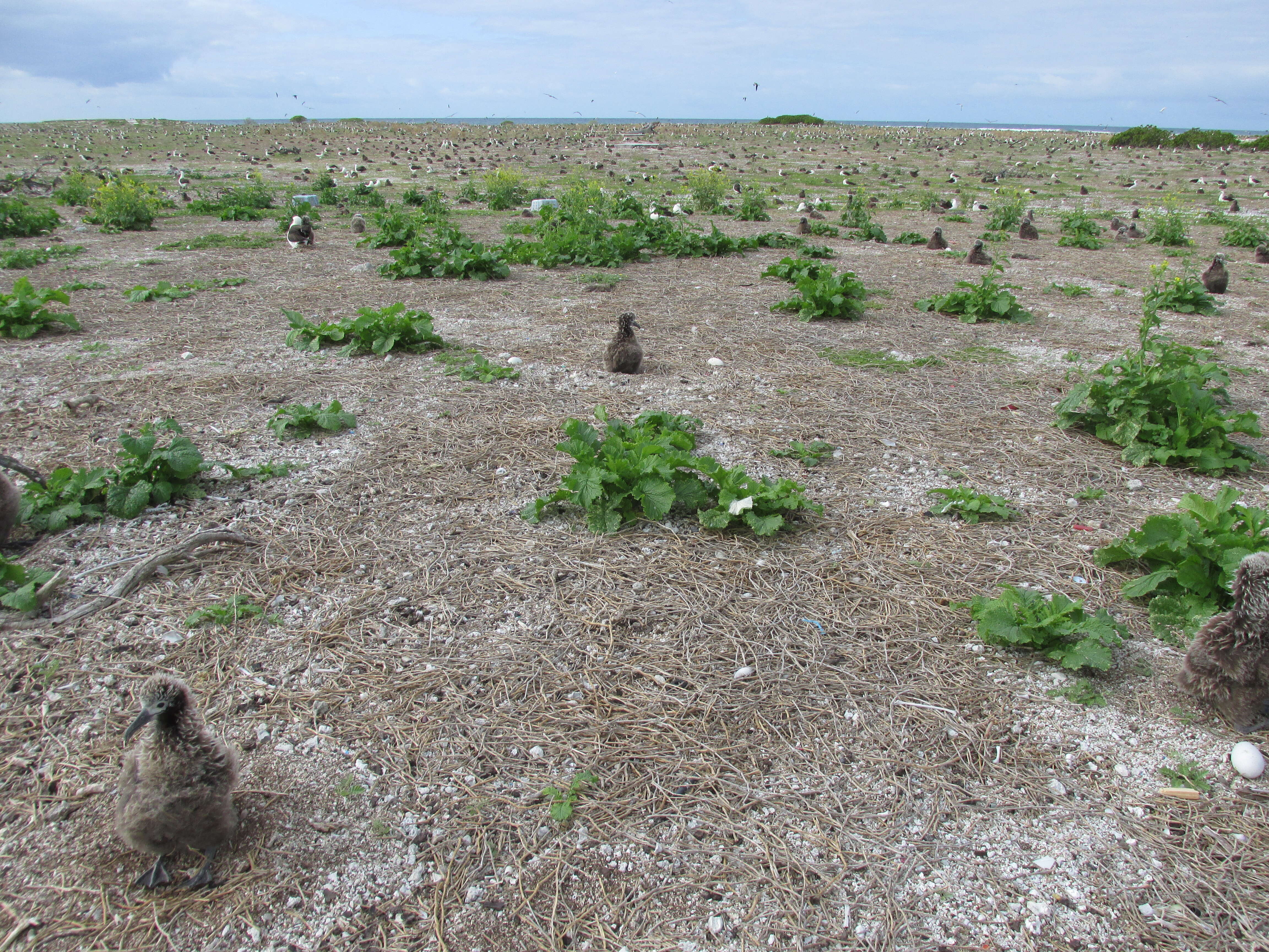 Image of Chinese mustard