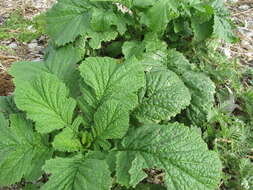 Image of Chinese mustard