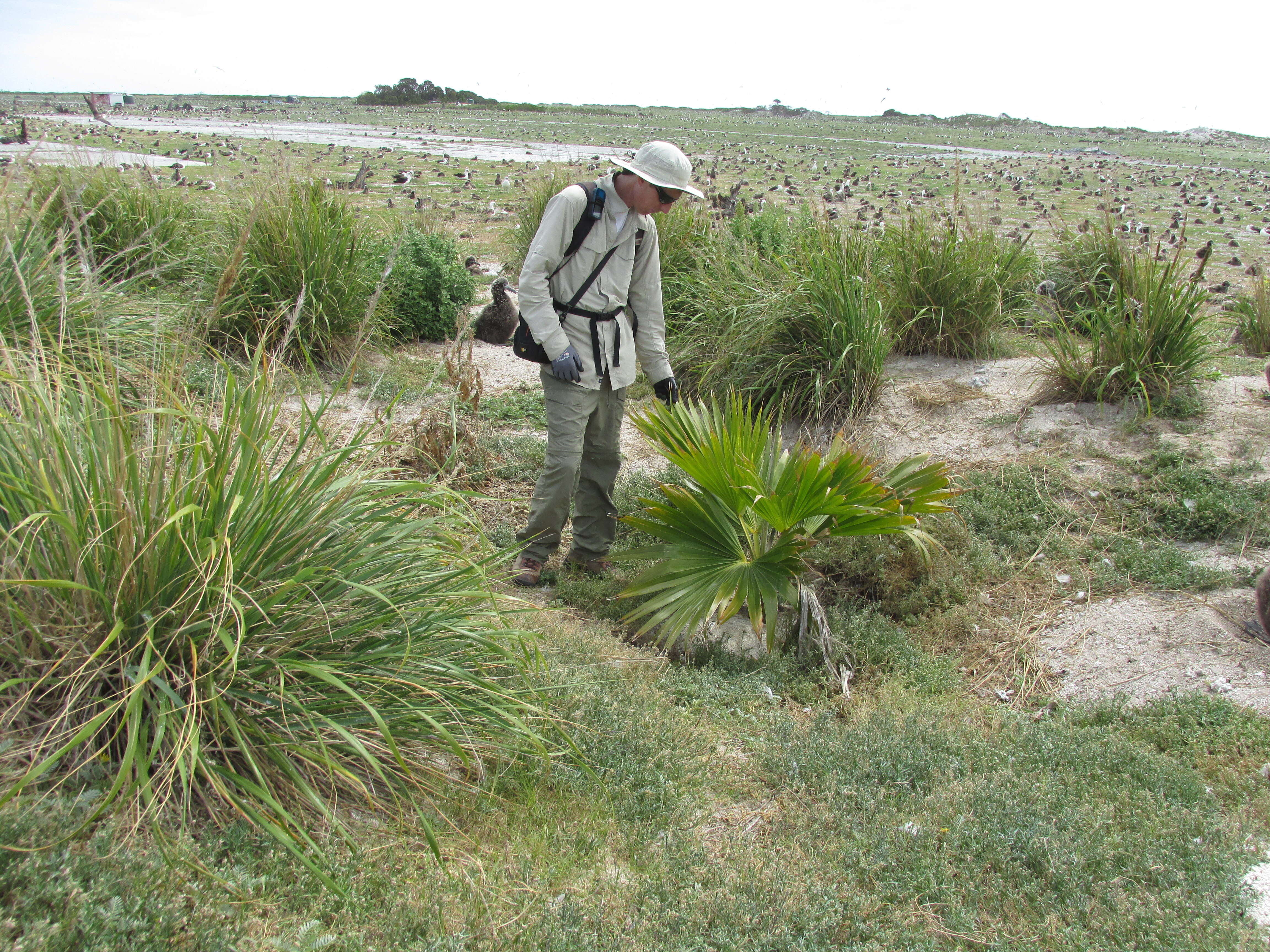 Pritchardia remota (Kuntze) Becc.的圖片