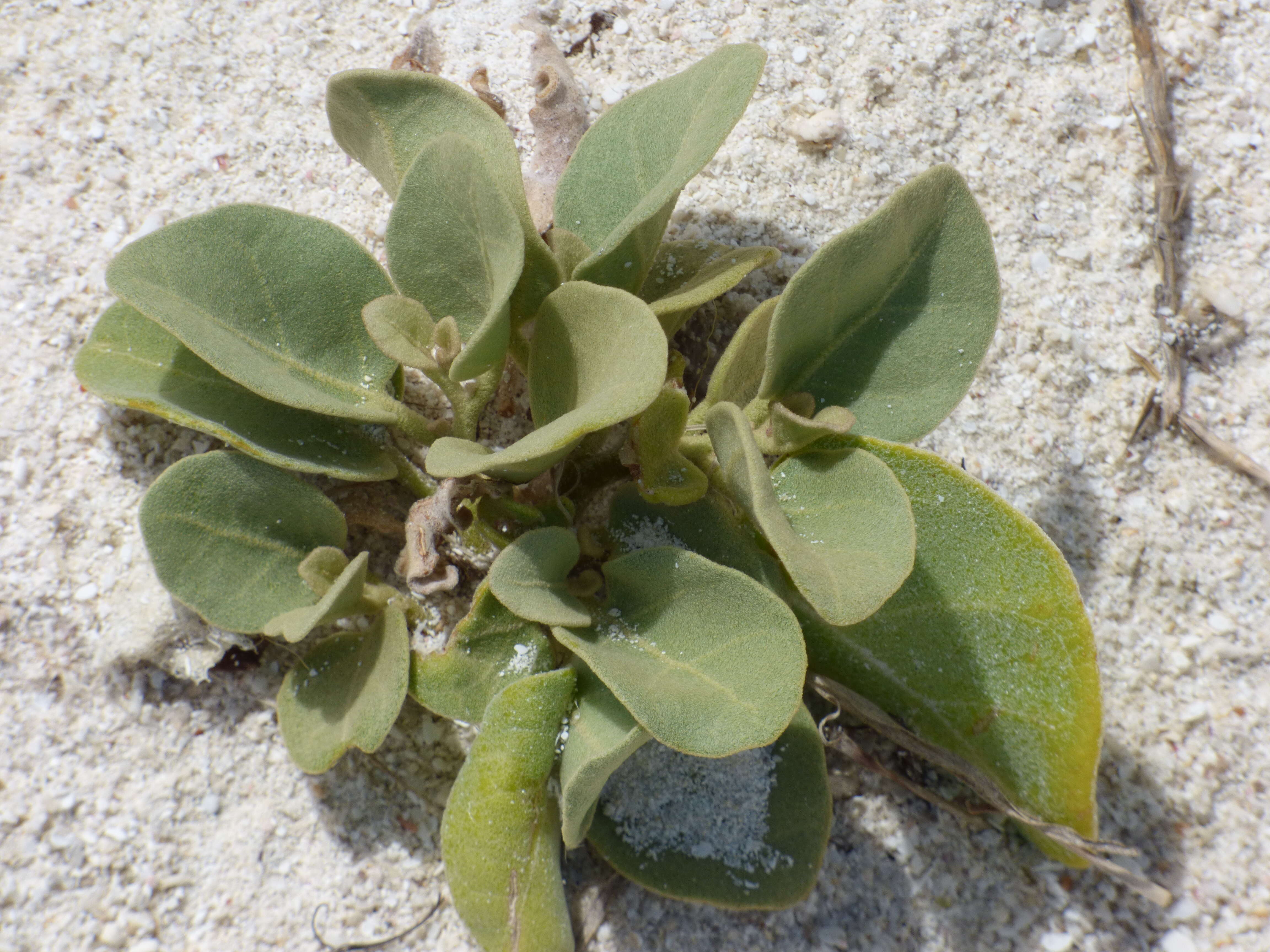 Image de Solanum nelsonii Dun.