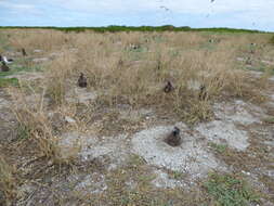 Image of Chinese mustard