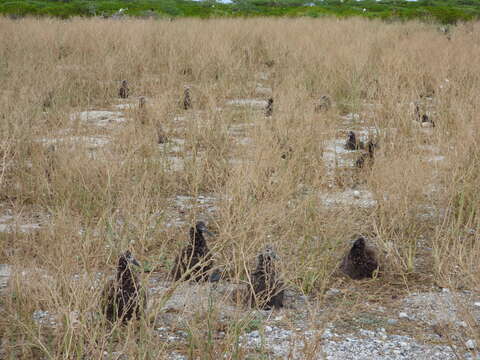 Image of Chinese mustard