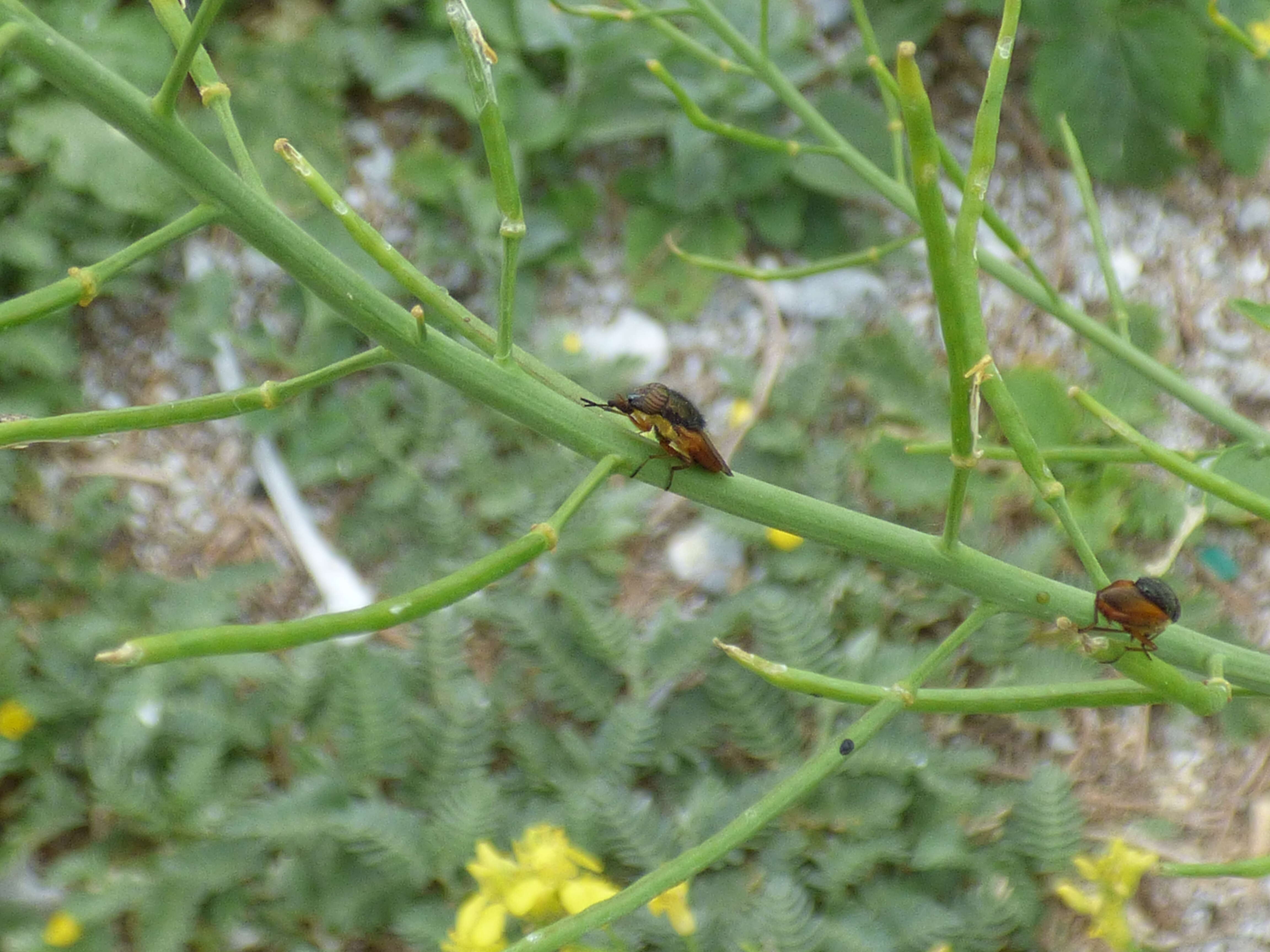 Image of Chinese mustard