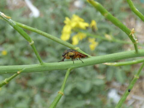 Image of Chinese mustard