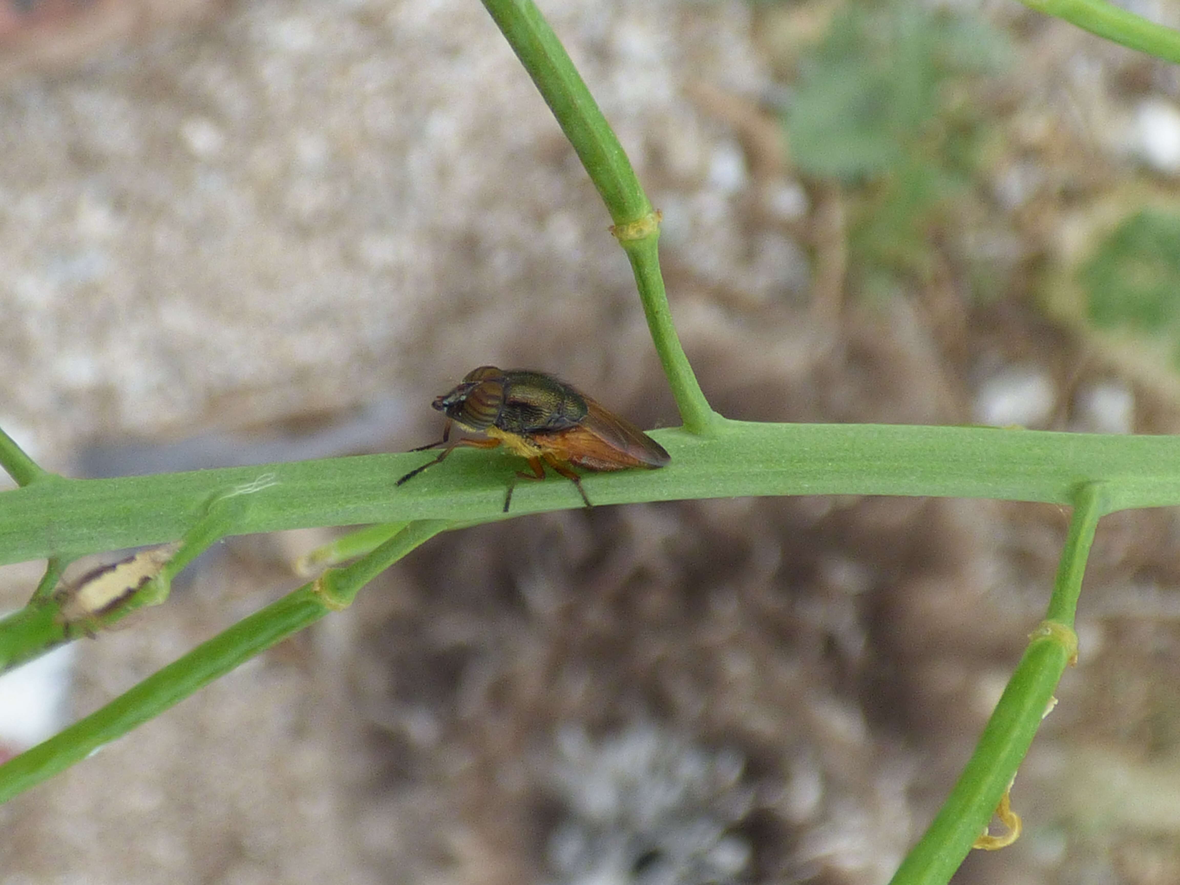 Image of Chinese mustard