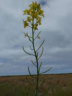 Image of Chinese mustard