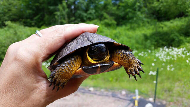 Image de Tortue des bois