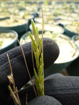 Image of Oahu lovegrass