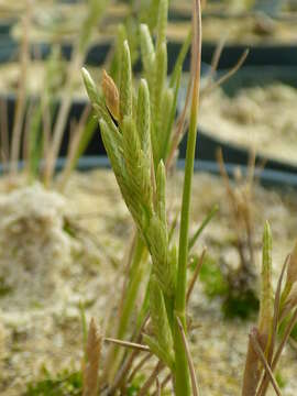 Image of Oahu lovegrass