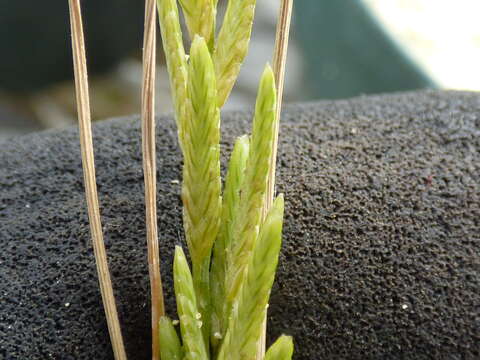 Image of Oahu lovegrass