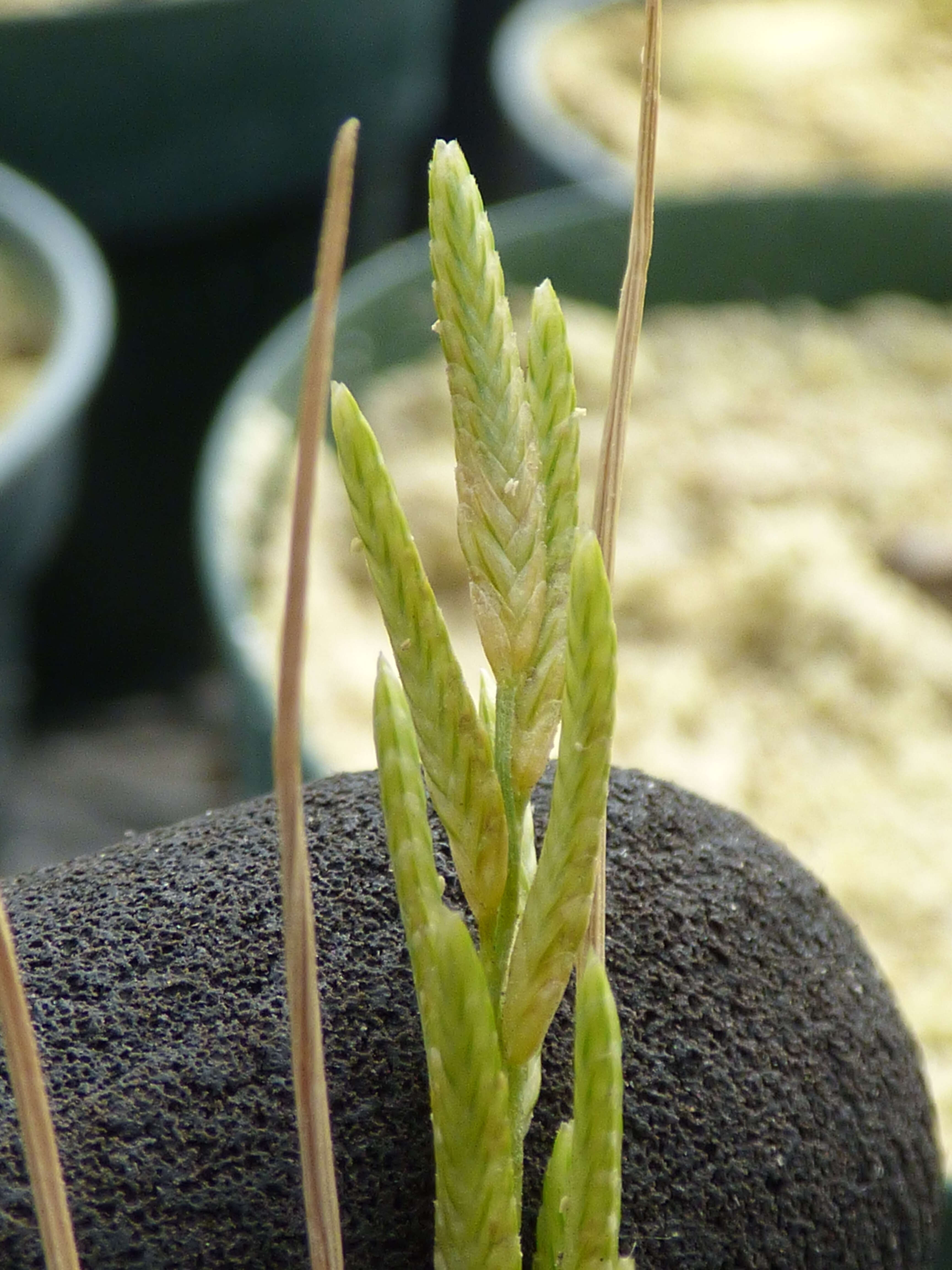 Image of Oahu lovegrass