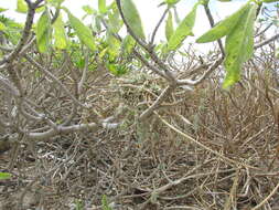 Image de Solanum nelsonii Dun.