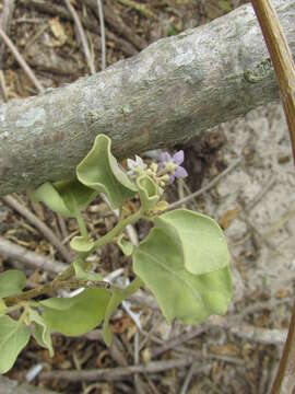 Image de Solanum nelsonii Dun.