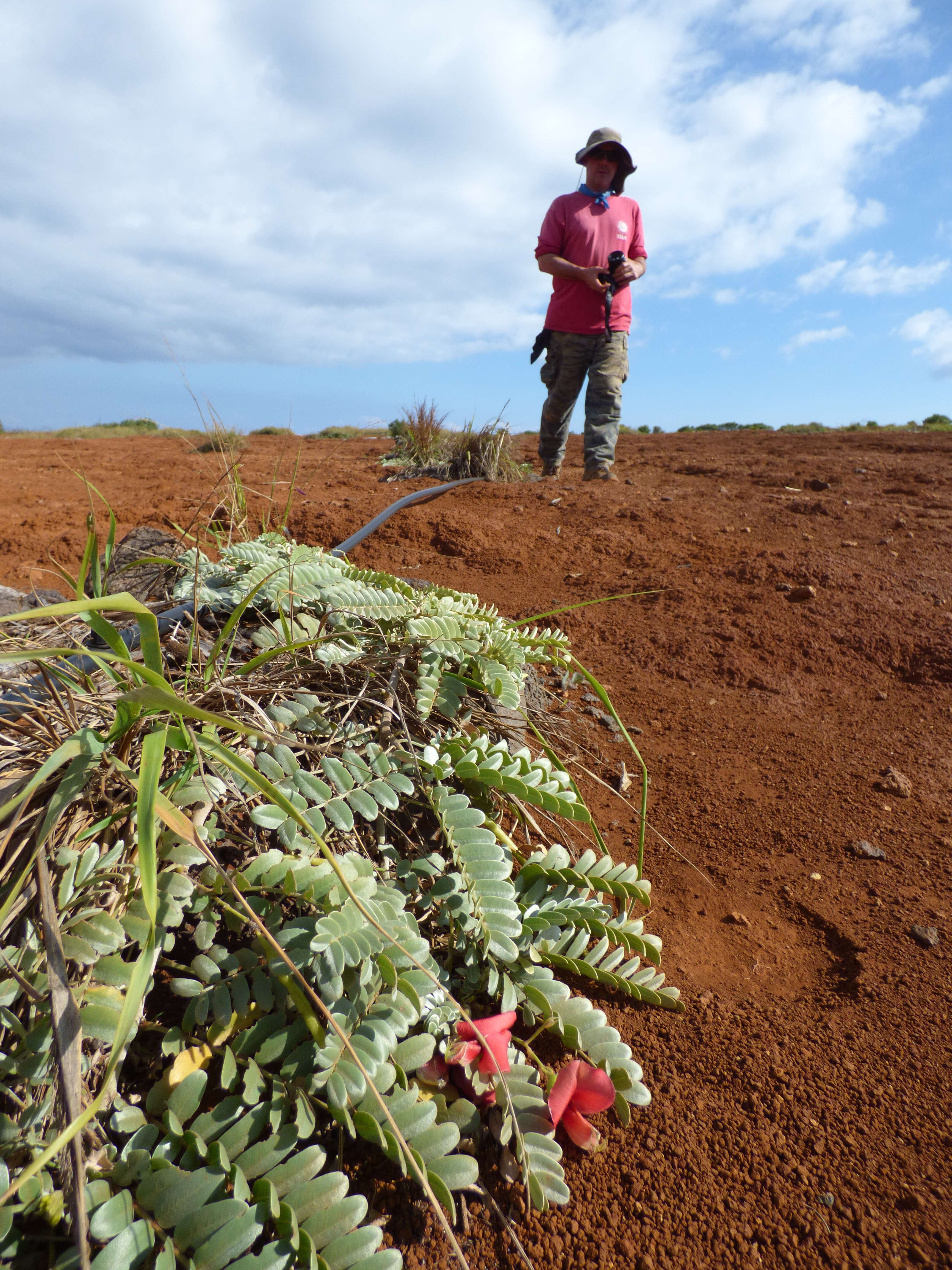 Image of Oahu riverhemp