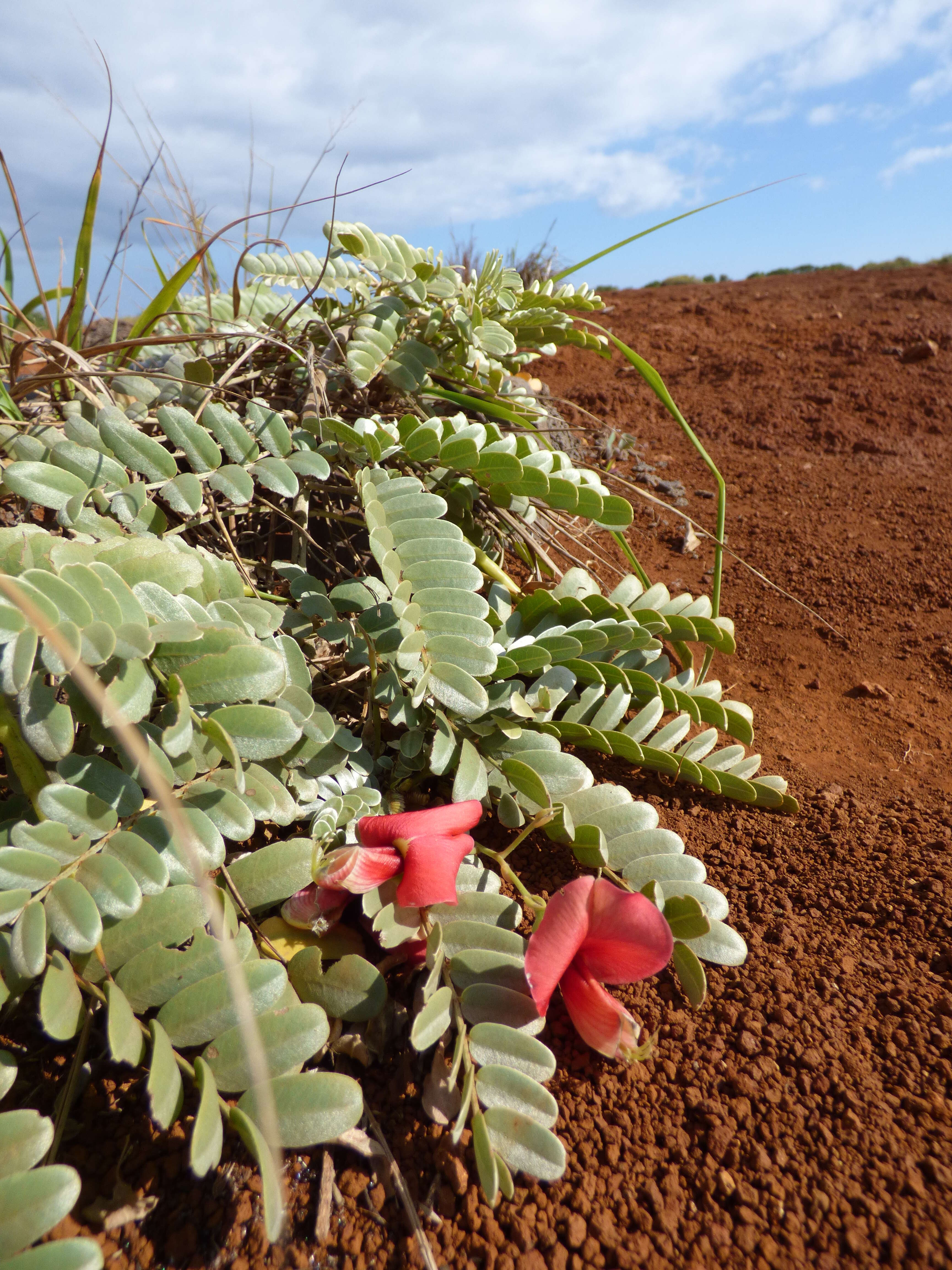 Image of Oahu riverhemp