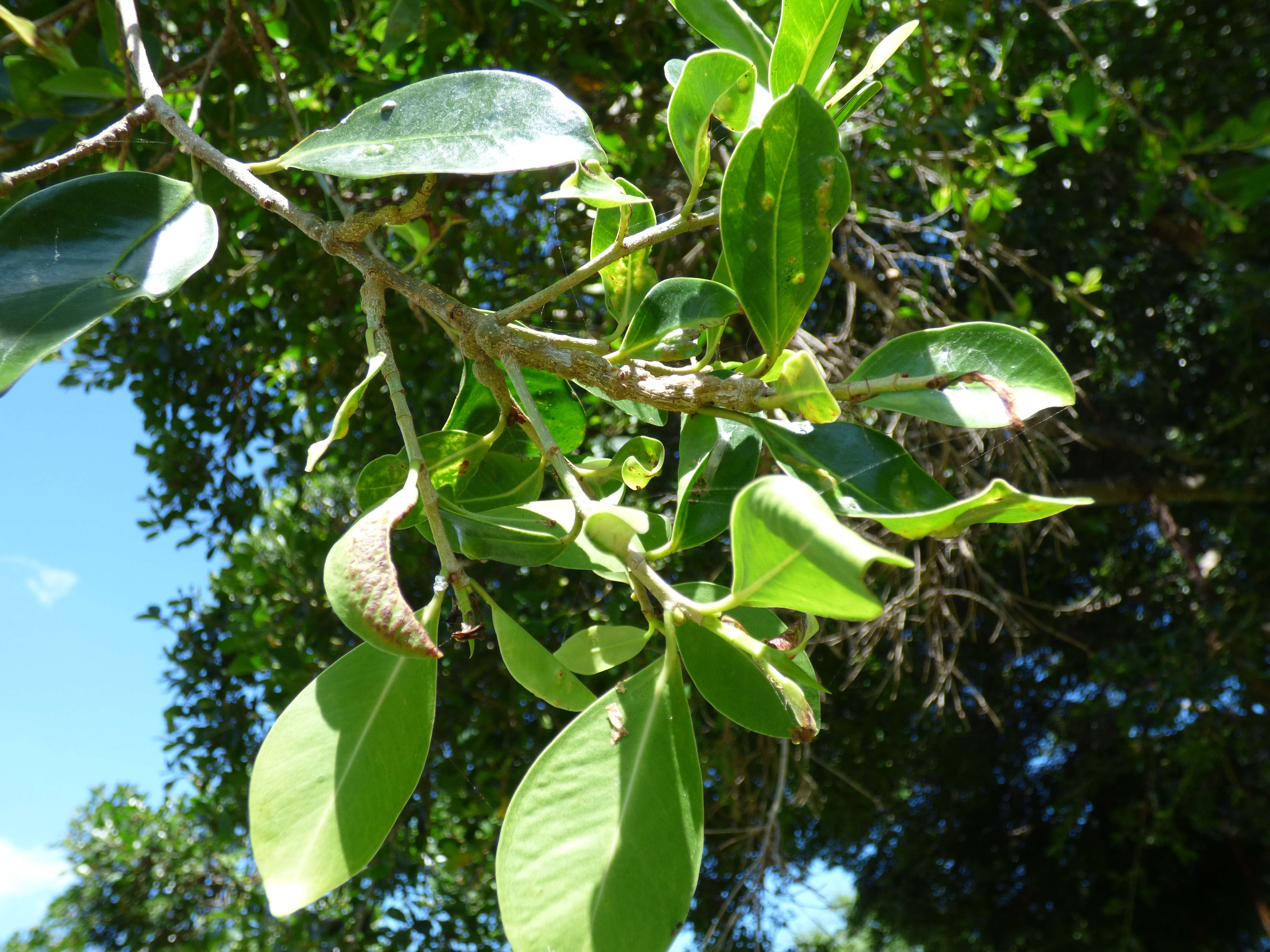 Imagem de Ficus benjamina L.