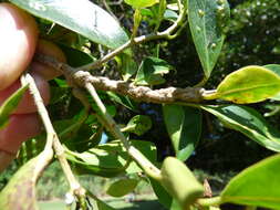 Imagem de Ficus benjamina L.