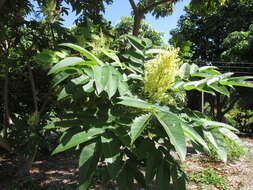 Sivun Rhus sandwicensis A. Gray kuva