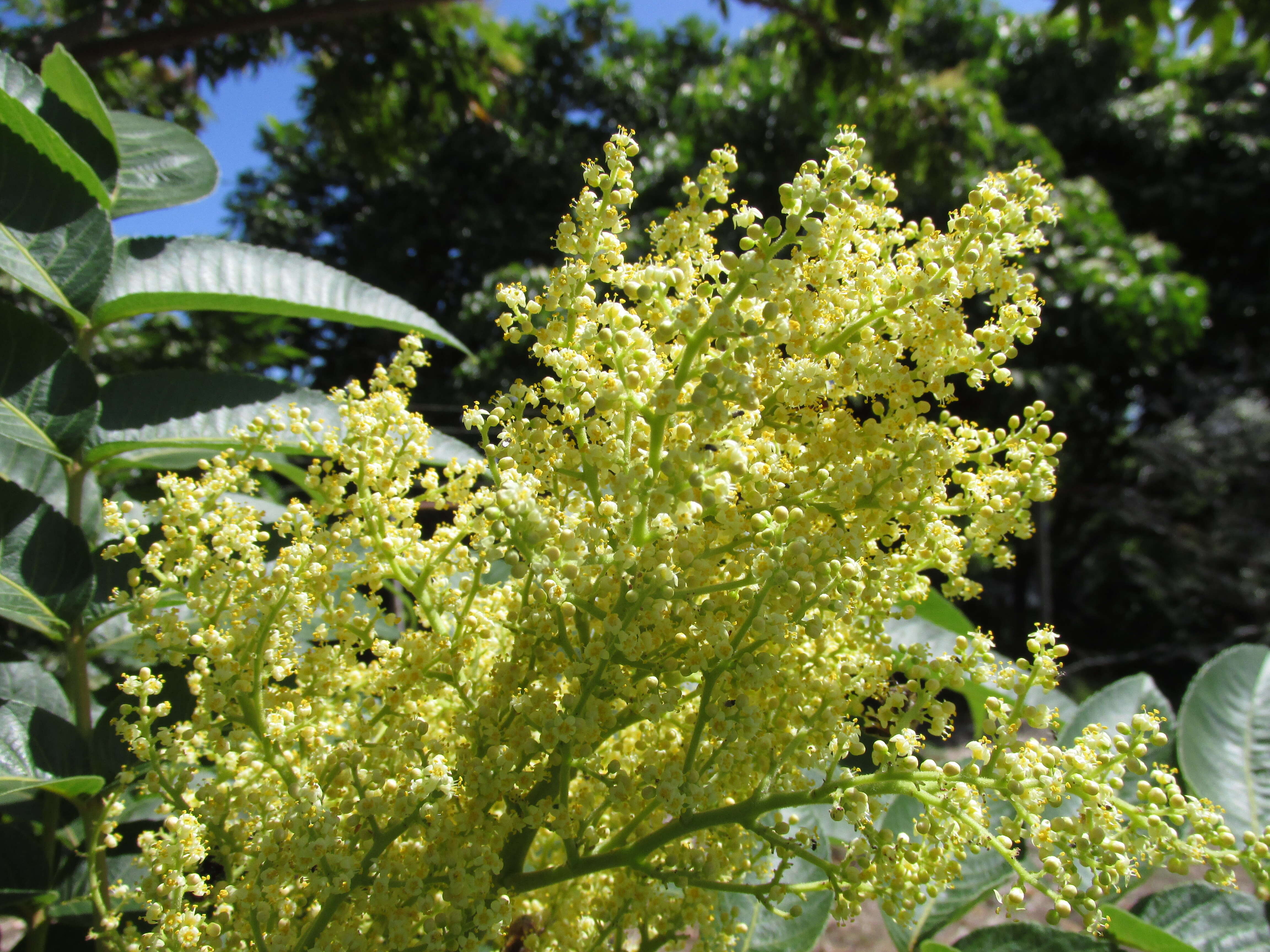 Sivun Rhus sandwicensis A. Gray kuva