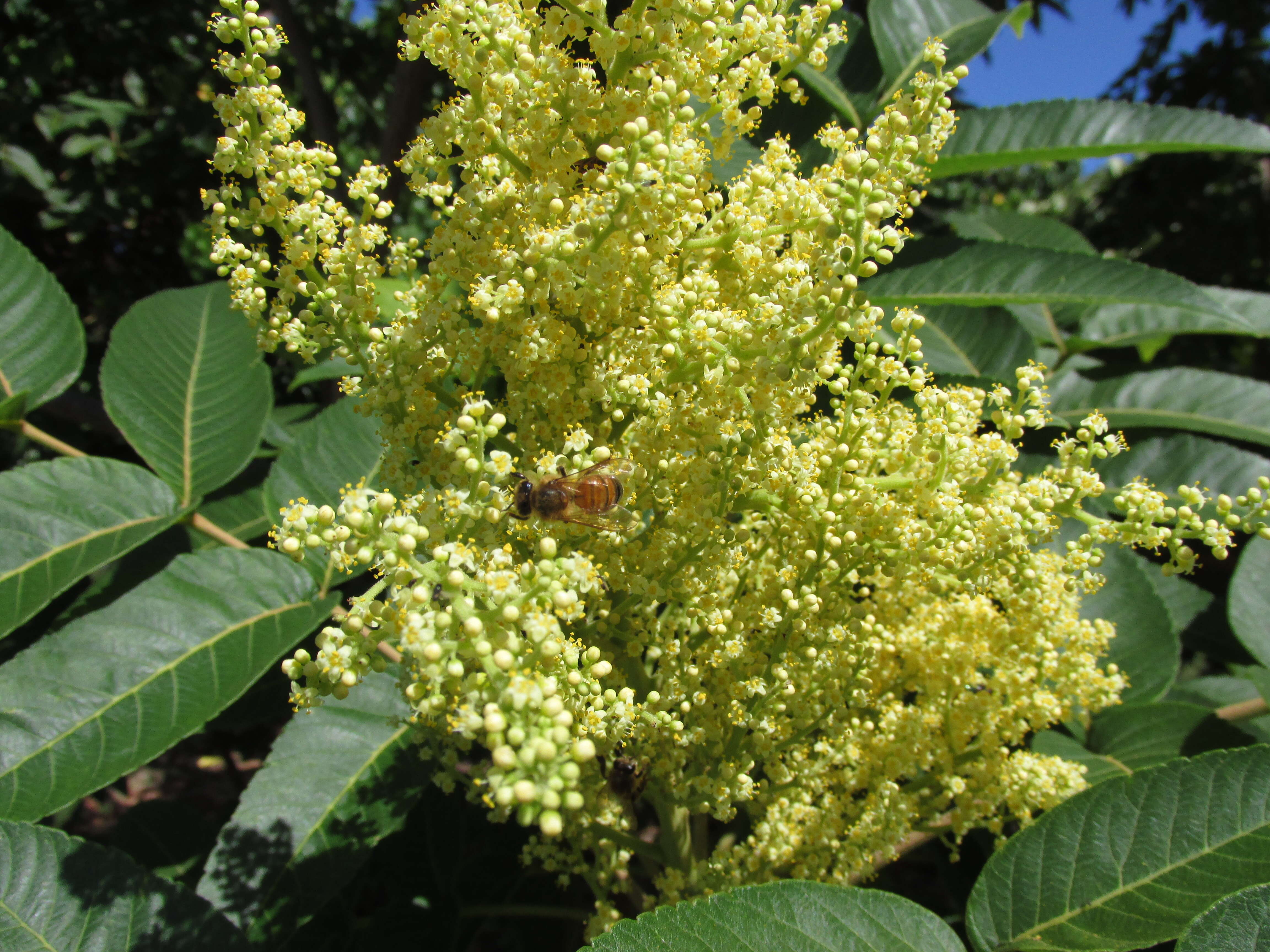 Sivun Rhus sandwicensis A. Gray kuva