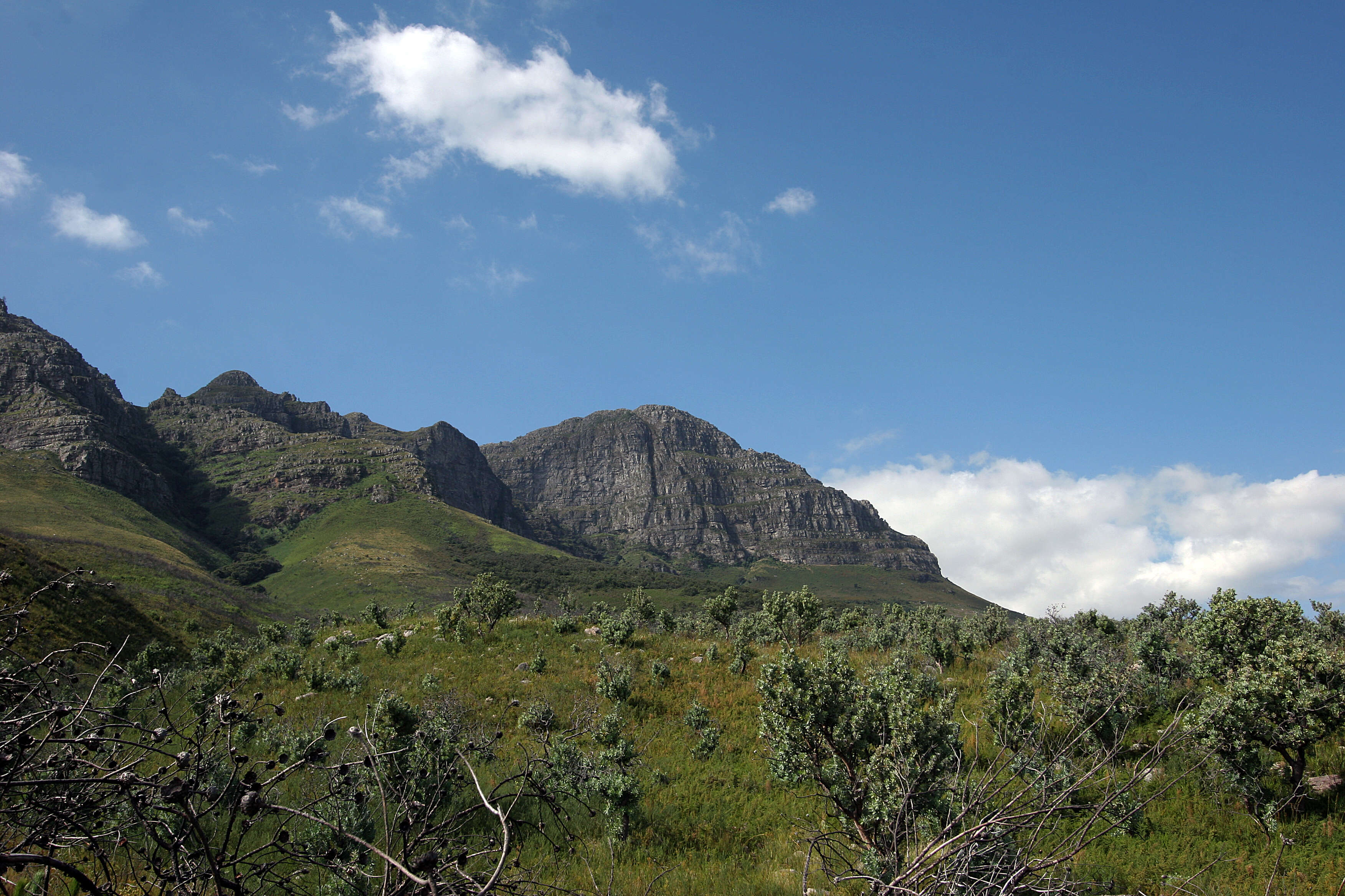 Image of Wagon tree