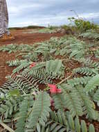 Image of Oahu riverhemp