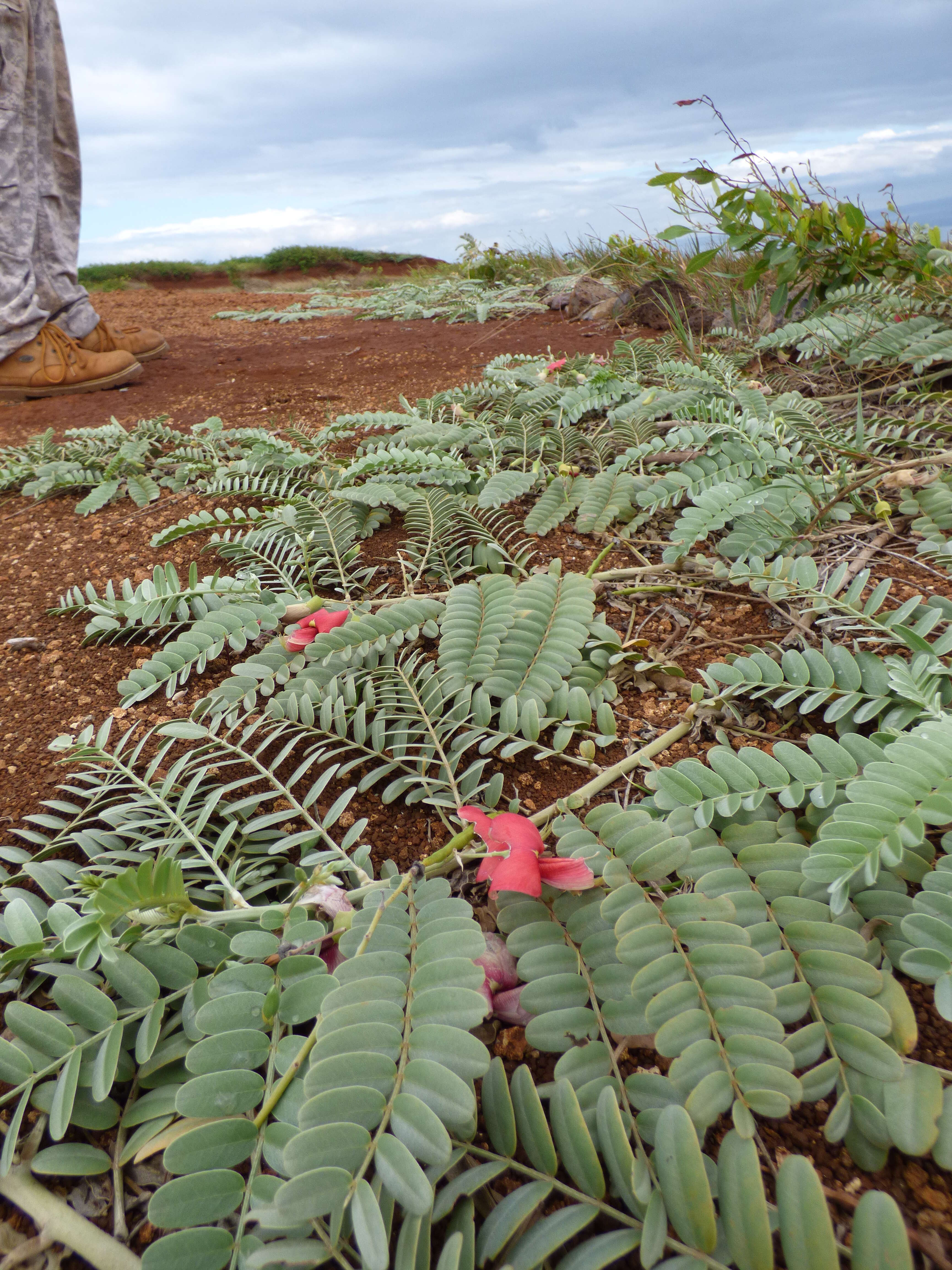 Image of Oahu riverhemp