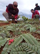 Image of Oahu riverhemp