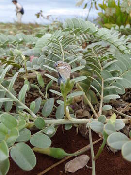 Image of Oahu riverhemp