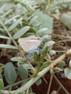 Image of Oahu riverhemp