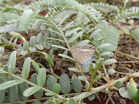 Image of Oahu riverhemp