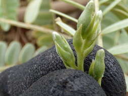 Image of Oahu riverhemp