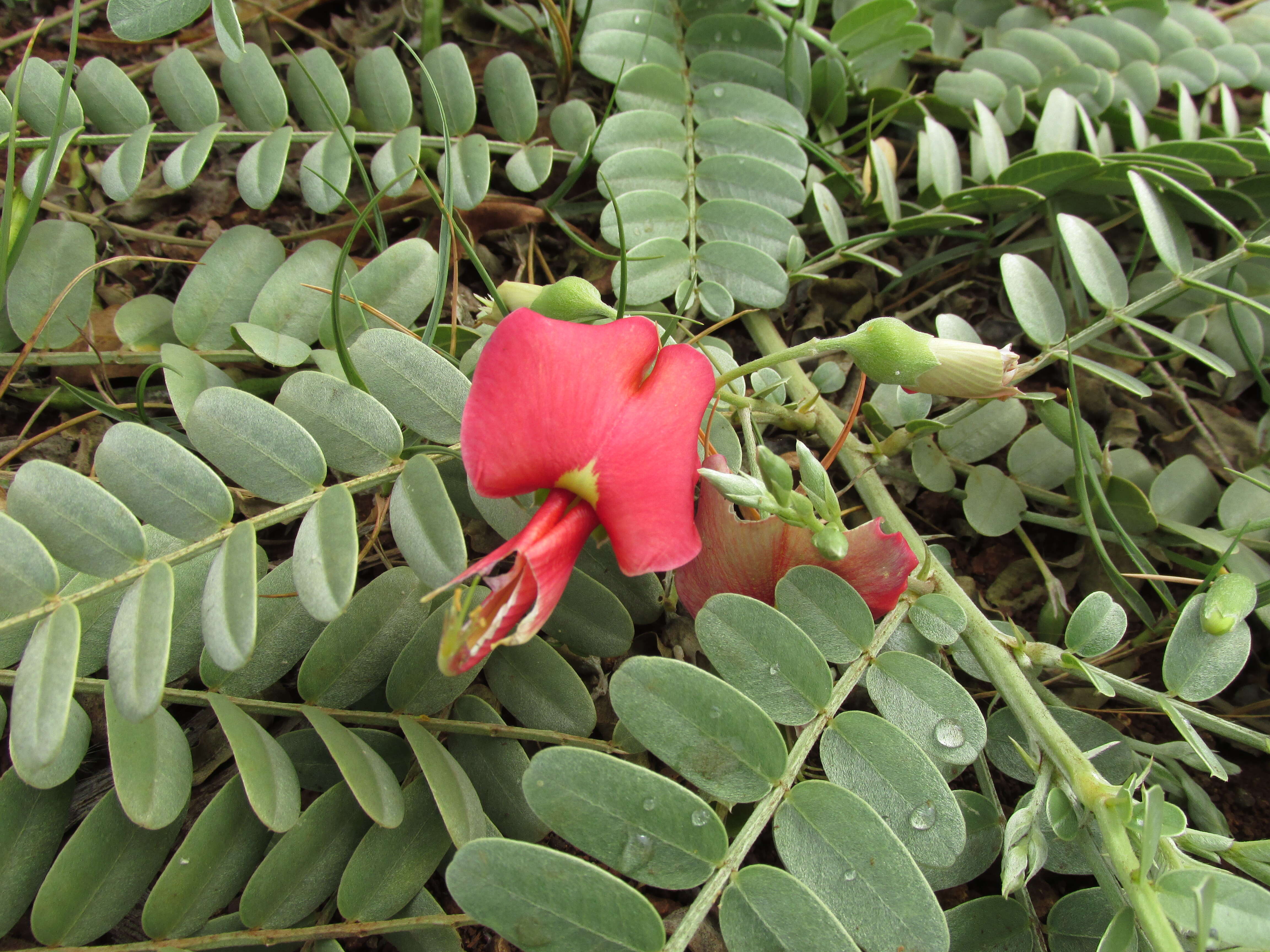 Image of Oahu riverhemp