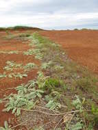 Image of Oahu riverhemp