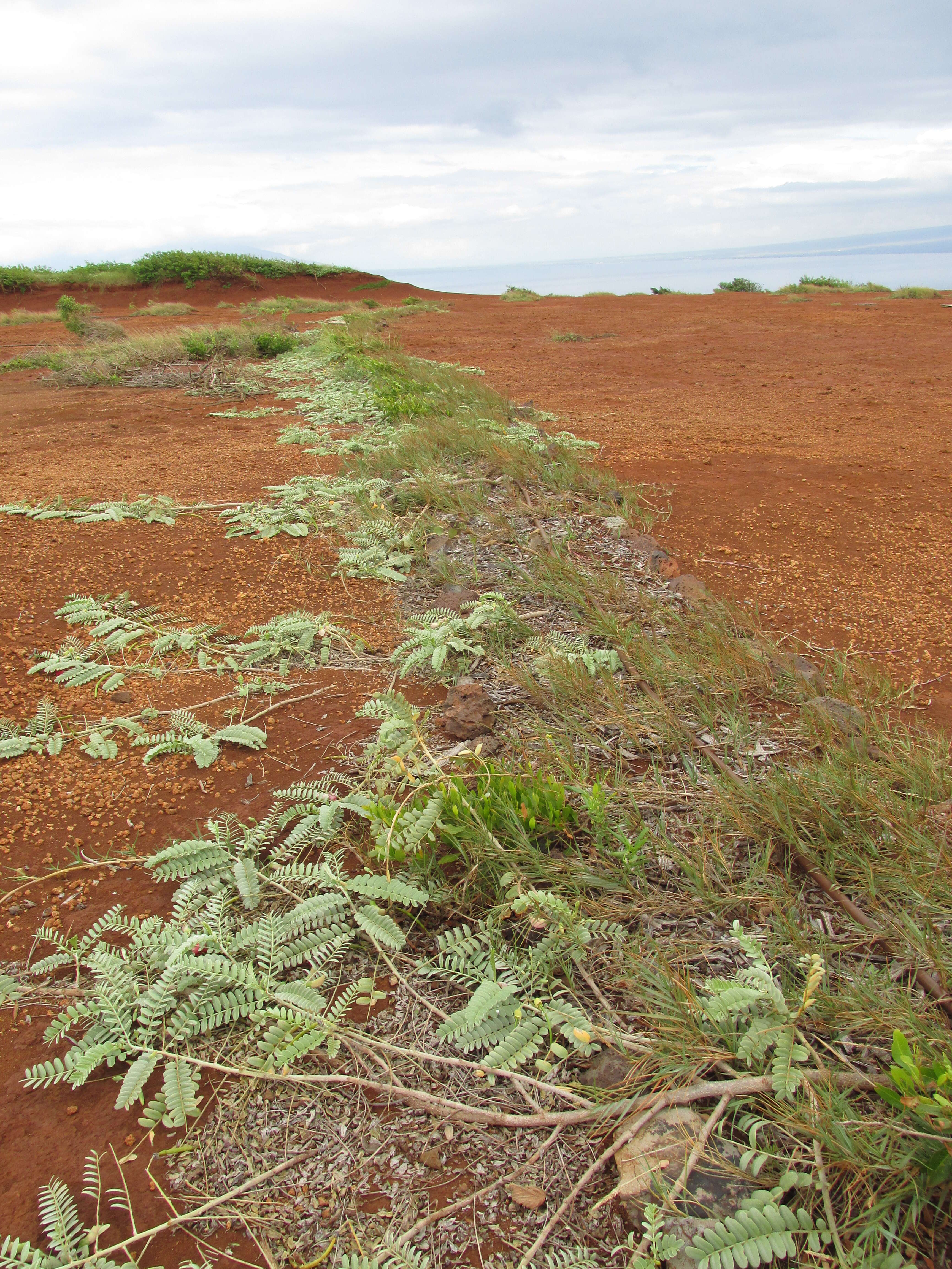 Image of Oahu riverhemp