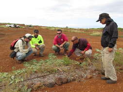 Image of Oahu riverhemp