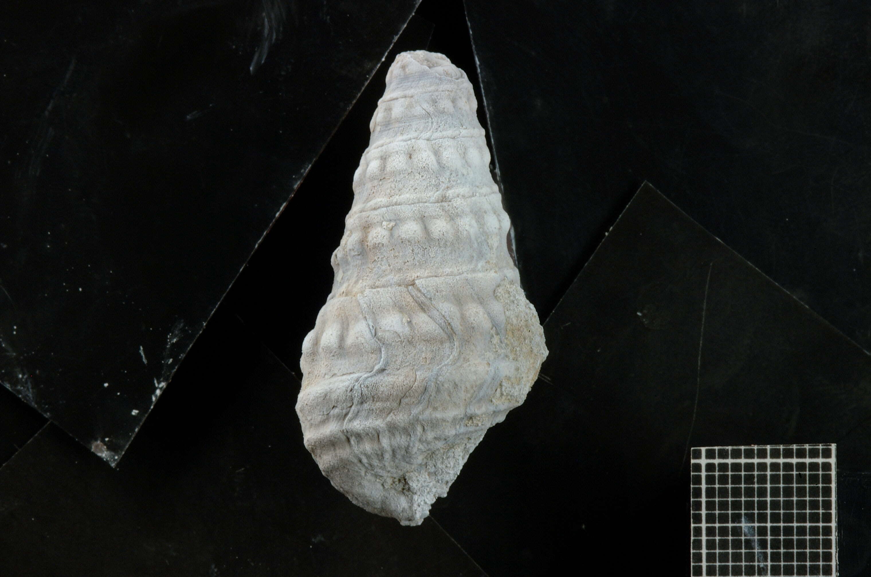 Image of Cerithium Bruguière 1789