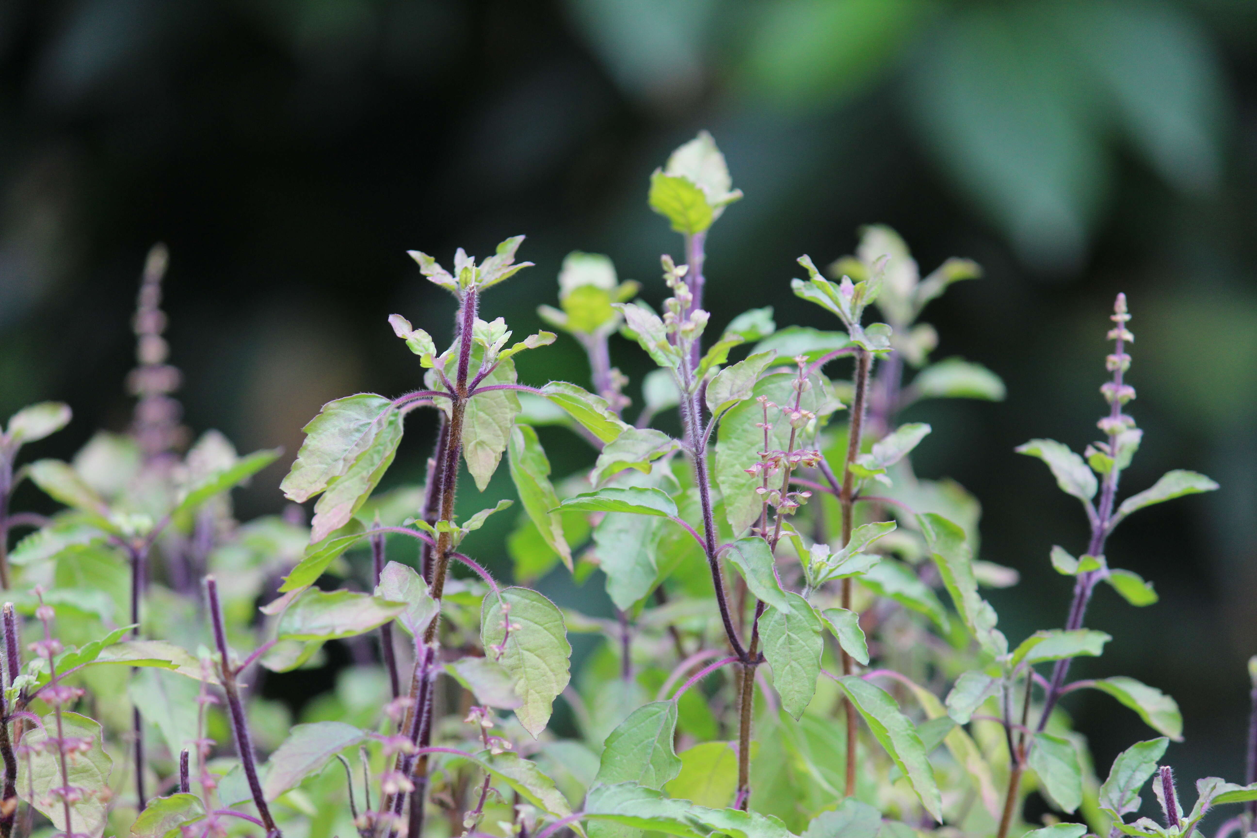 Image of holy basil