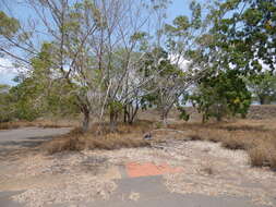 Imagem de Ficus benjamina L.