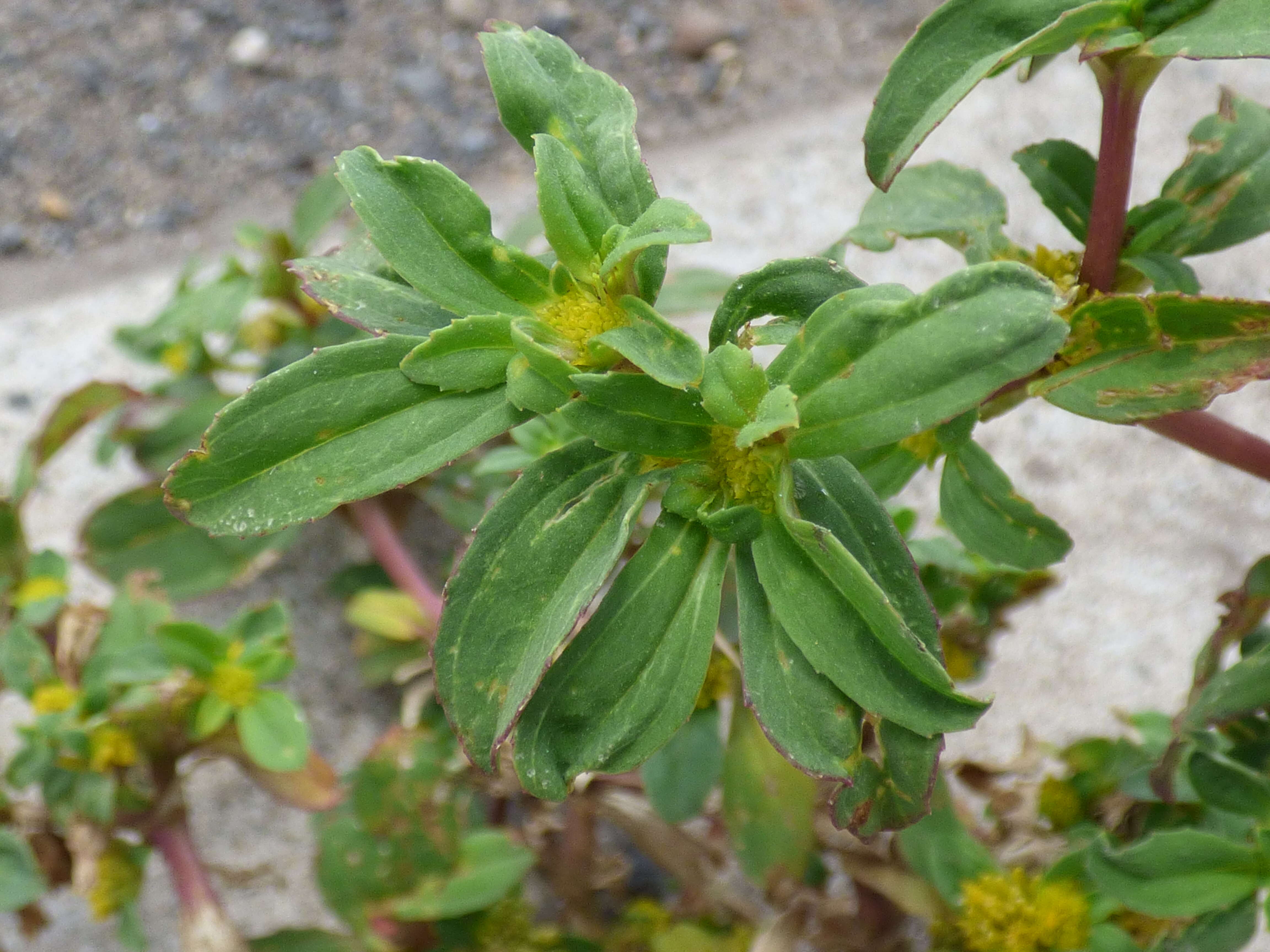 Image of clustered yellowtops