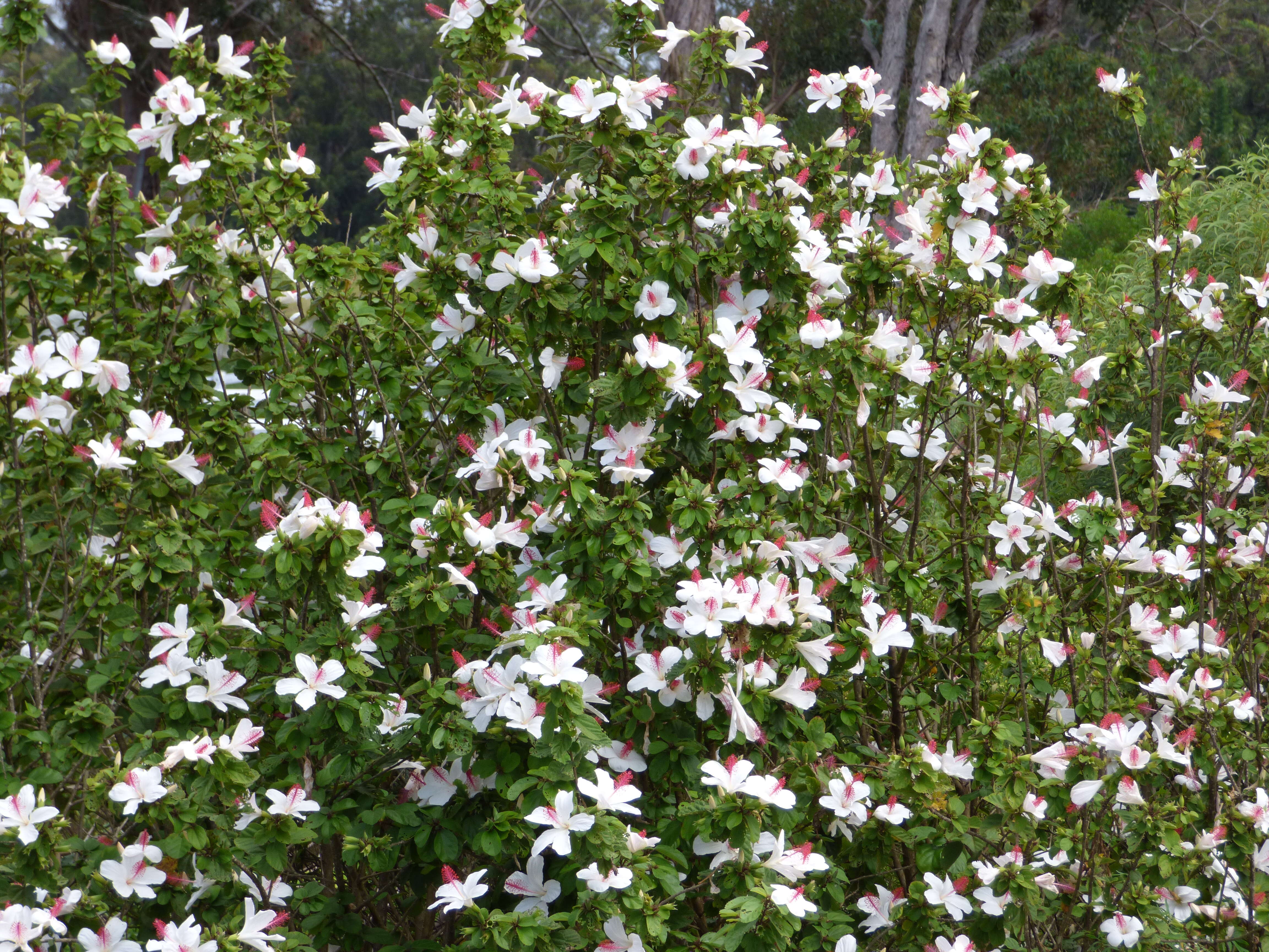 Image of white Kauai rosemallow