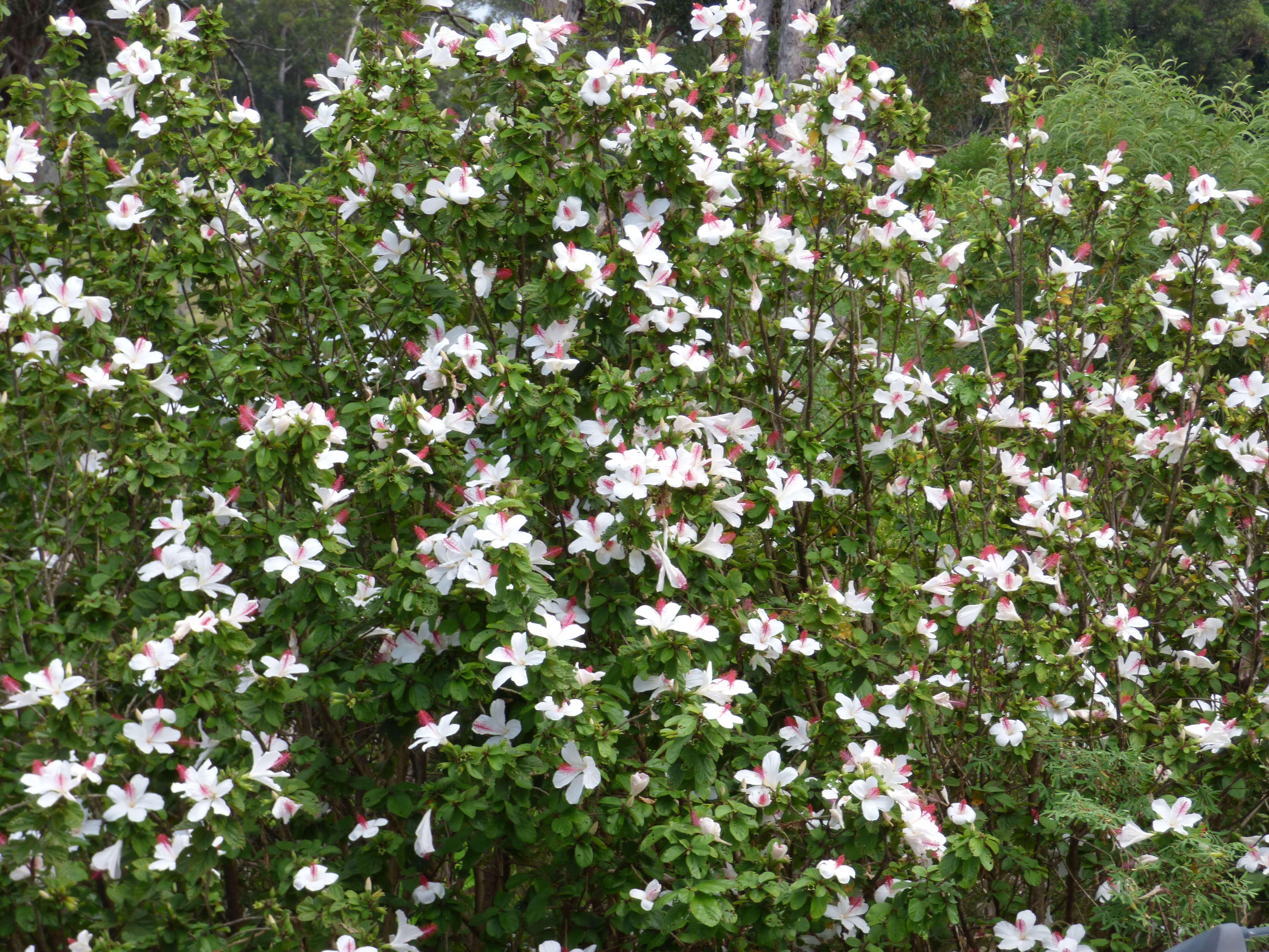 Image of white Kauai rosemallow