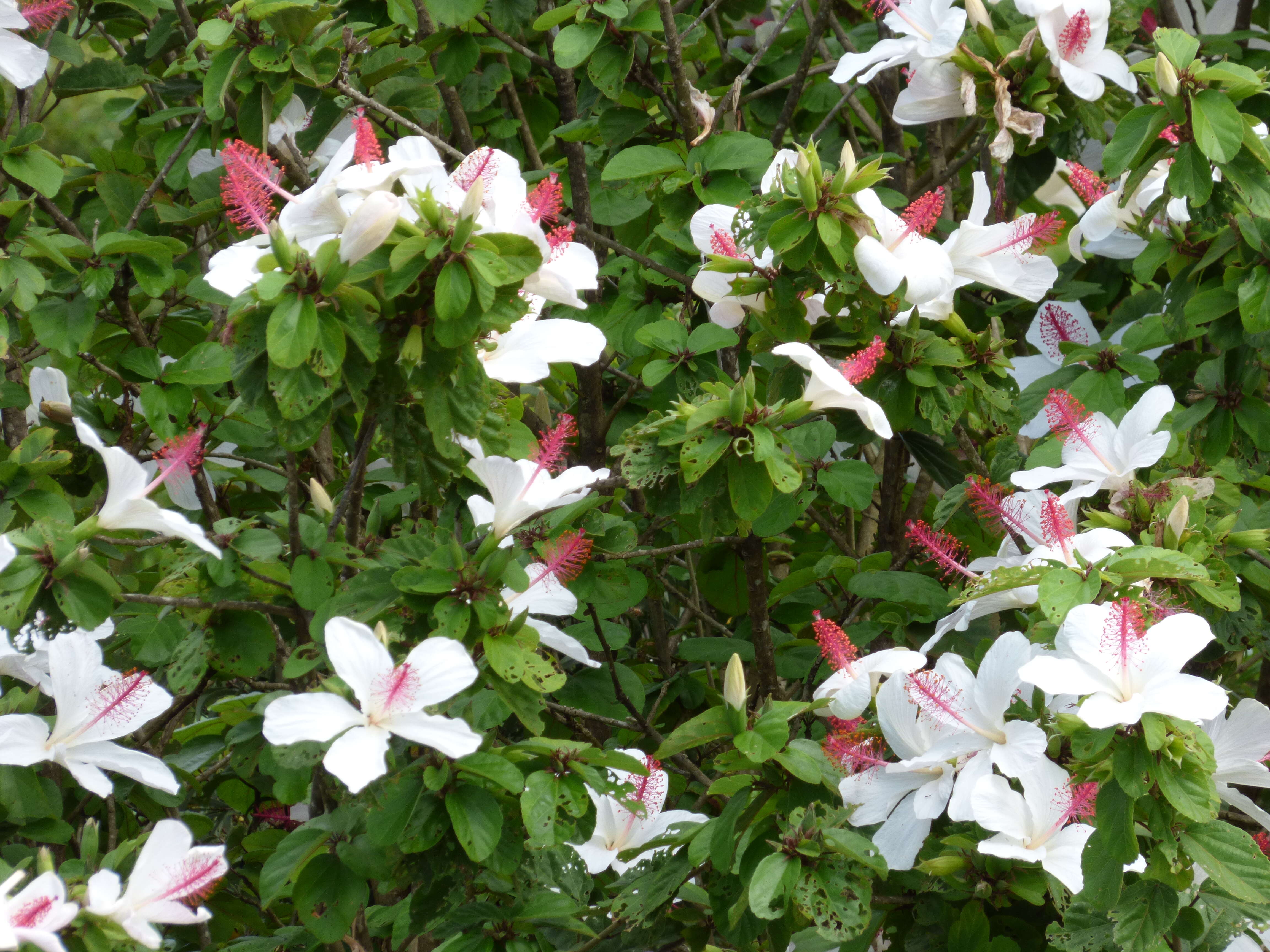 Image of white Kauai rosemallow