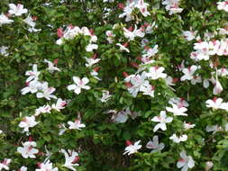 Image of white Kauai rosemallow