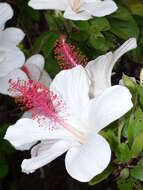 Image of white Kauai rosemallow