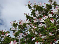 Image of white Kauai rosemallow