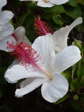 Image of white Kauai rosemallow