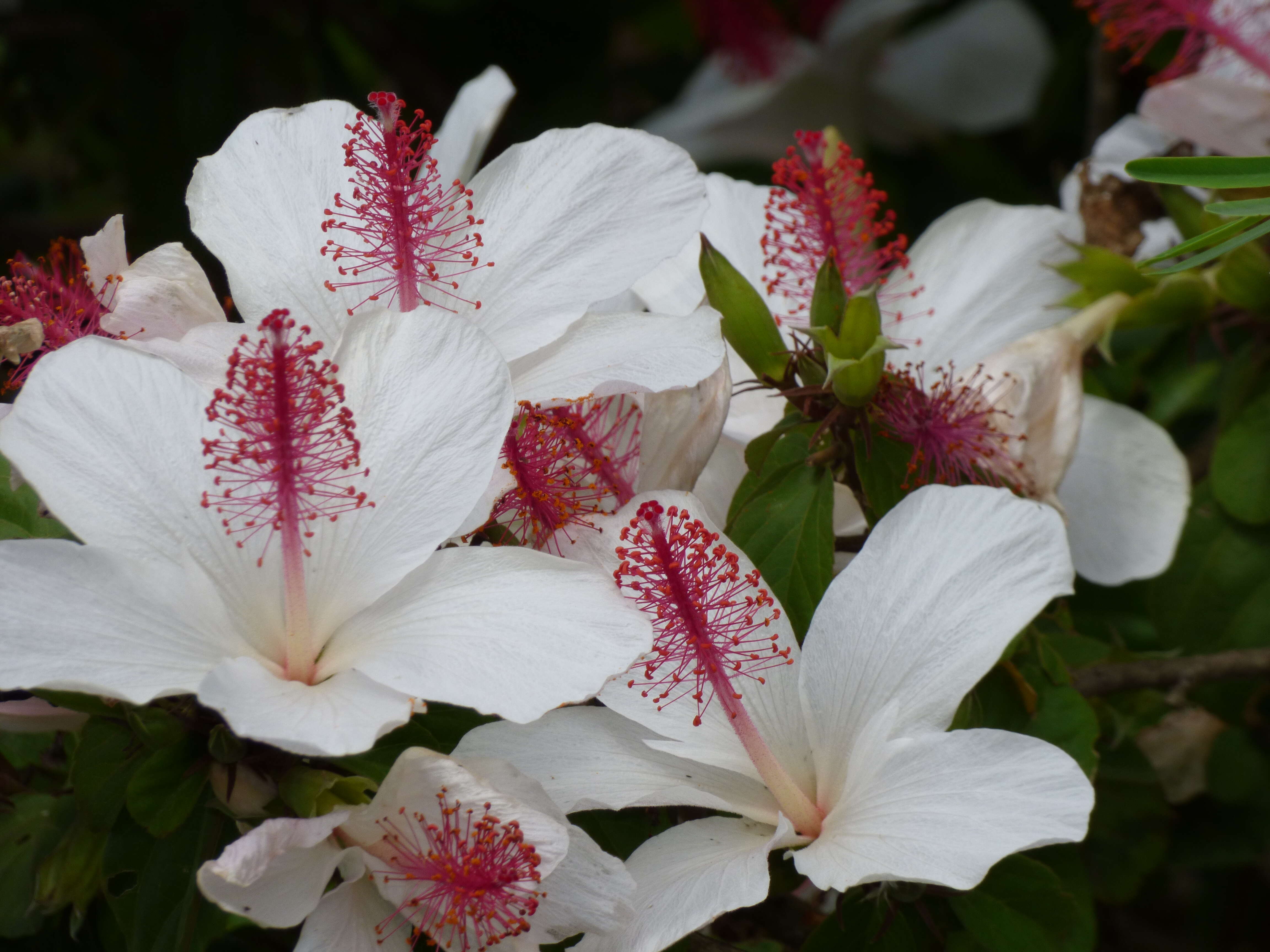 Image of white Kauai rosemallow