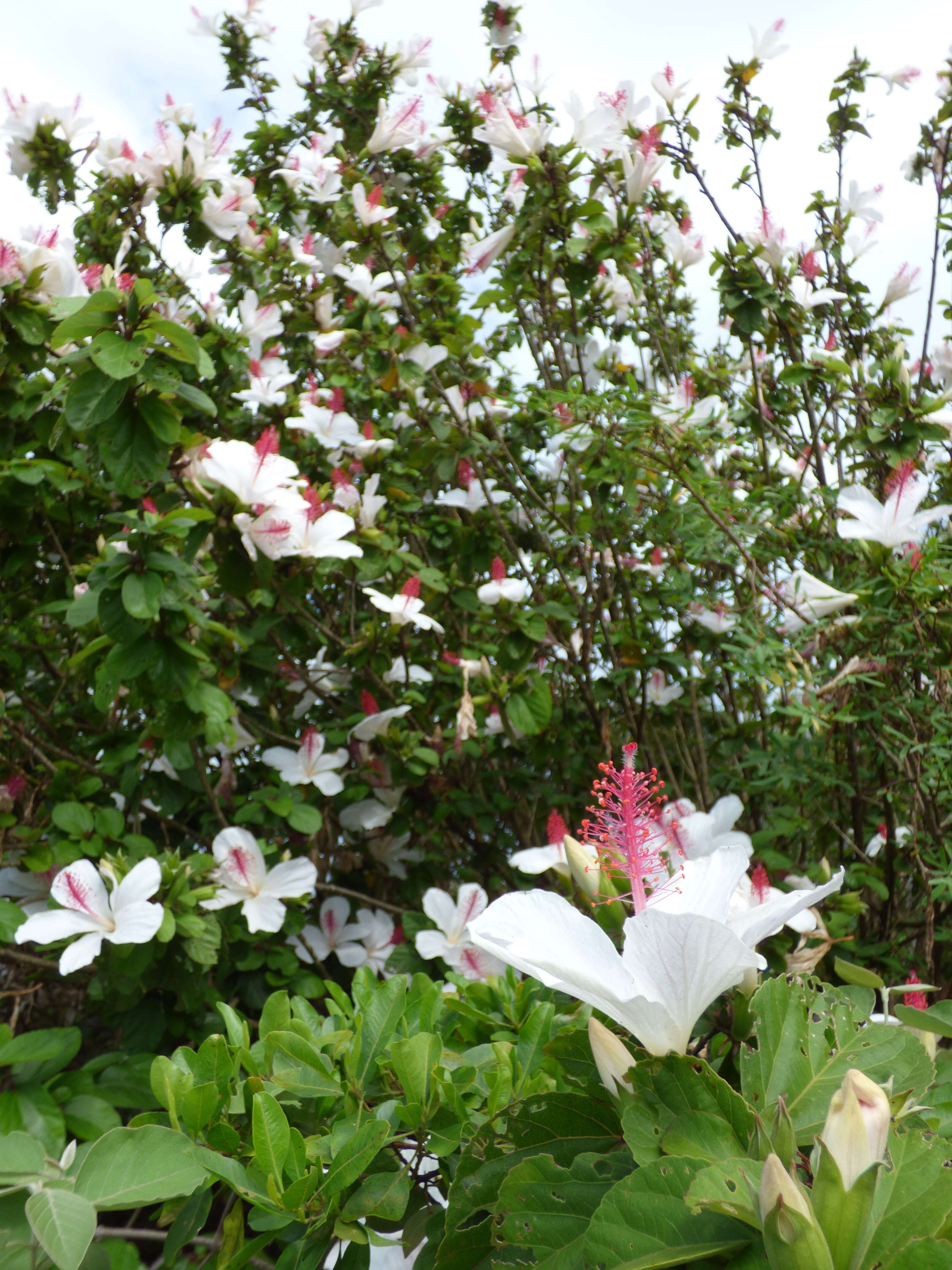 Image of white Kauai rosemallow